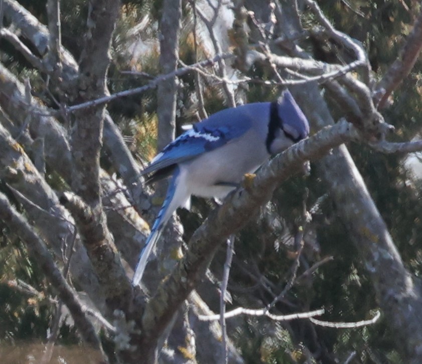 Blue Jay - ML616134211