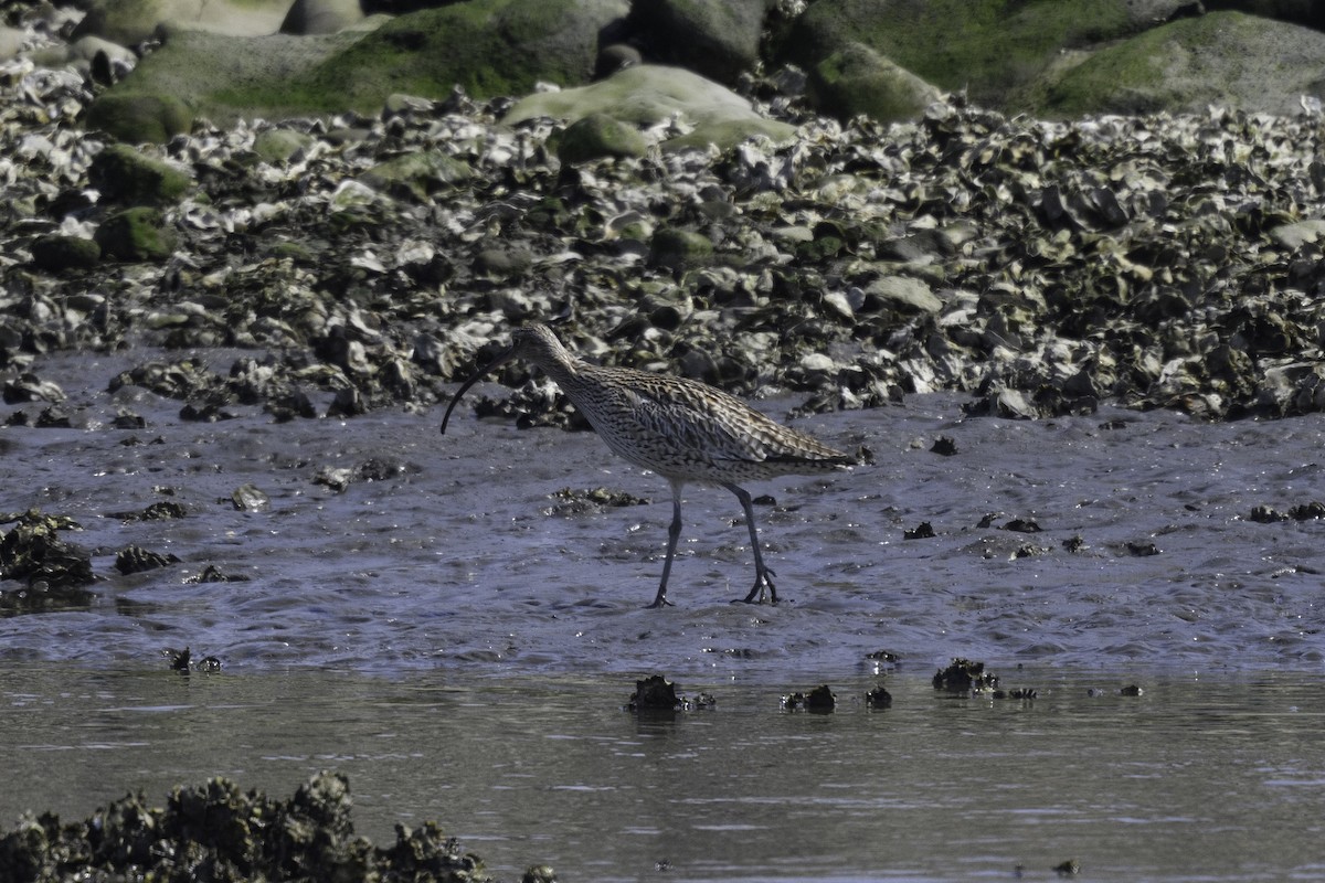 Far Eastern Curlew - Takayuki Sakuma