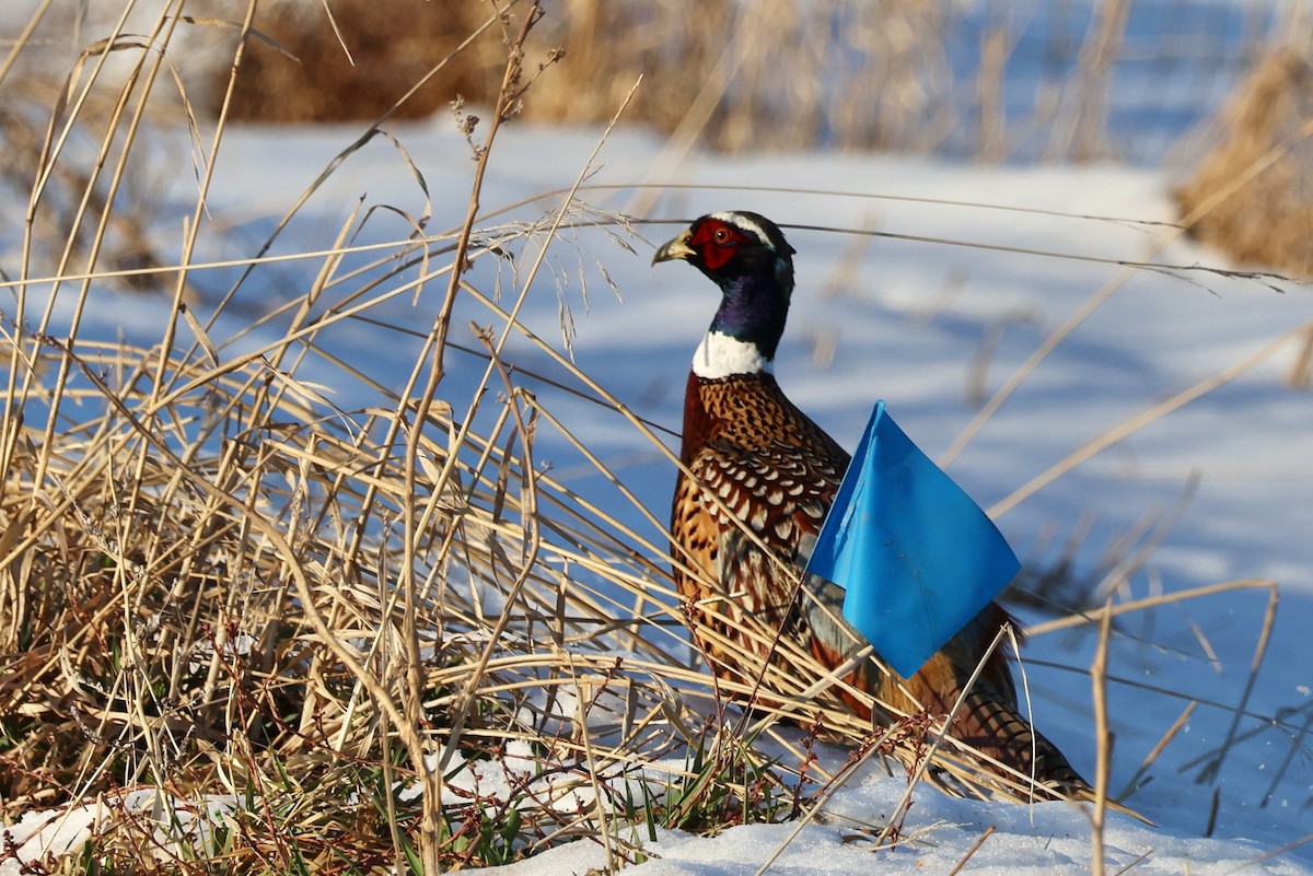 Ring-necked Pheasant - ML616134249