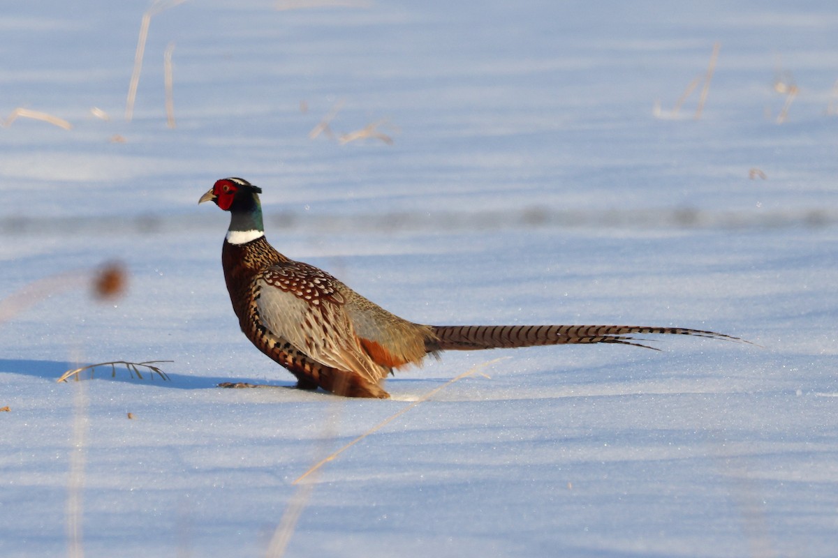 Ring-necked Pheasant - ML616134250
