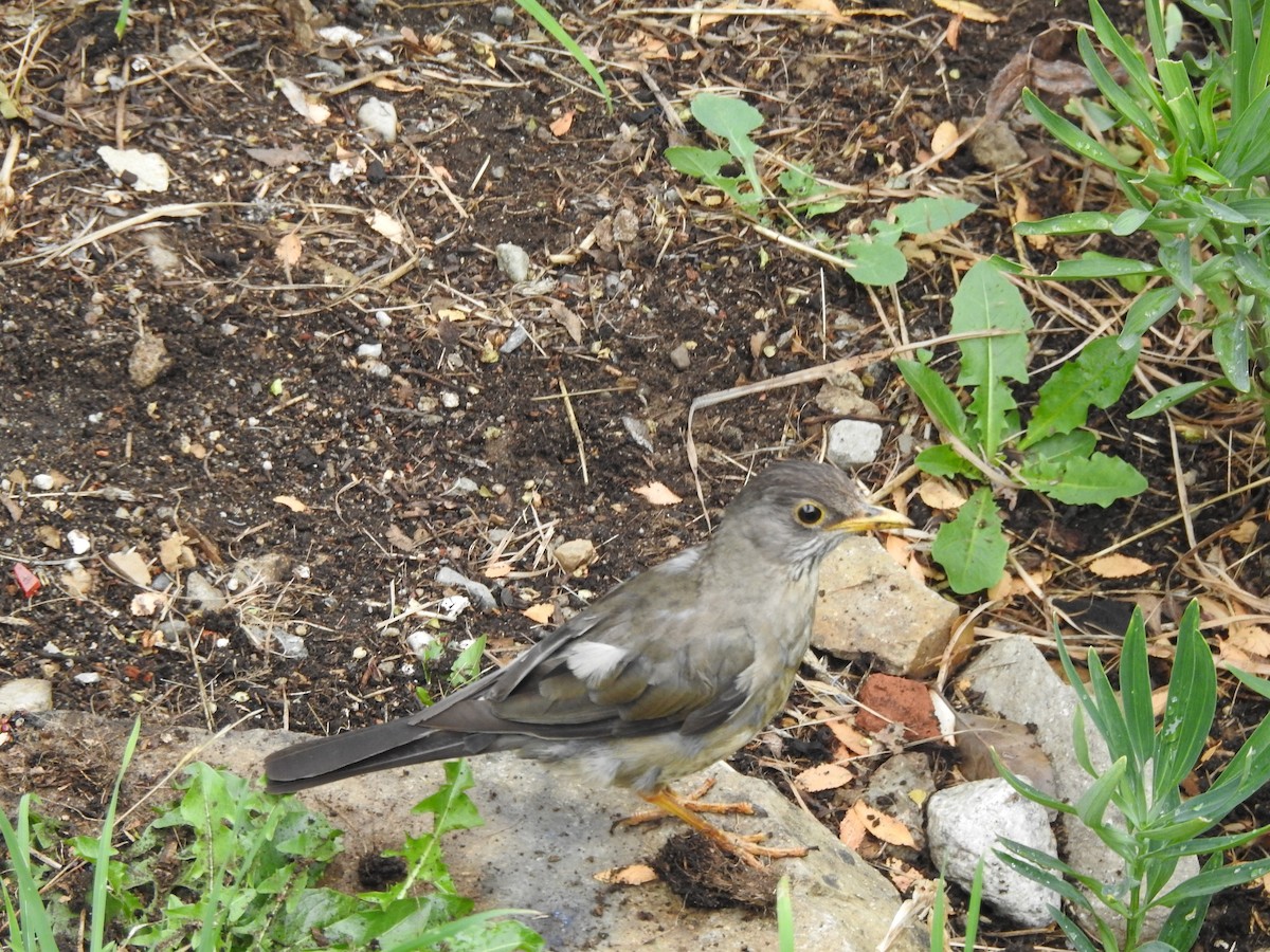 Austral Thrush - Martin Chagra