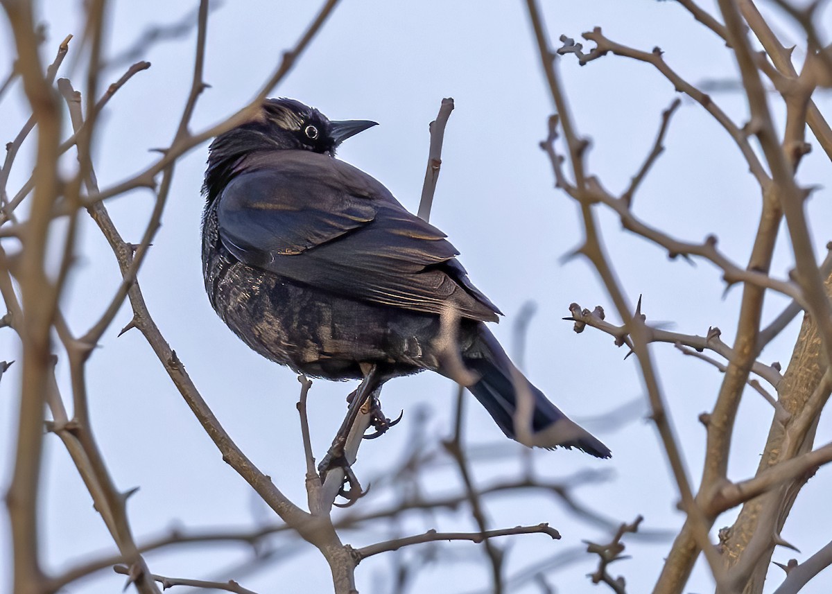 Rusty Blackbird - Mary Clausen