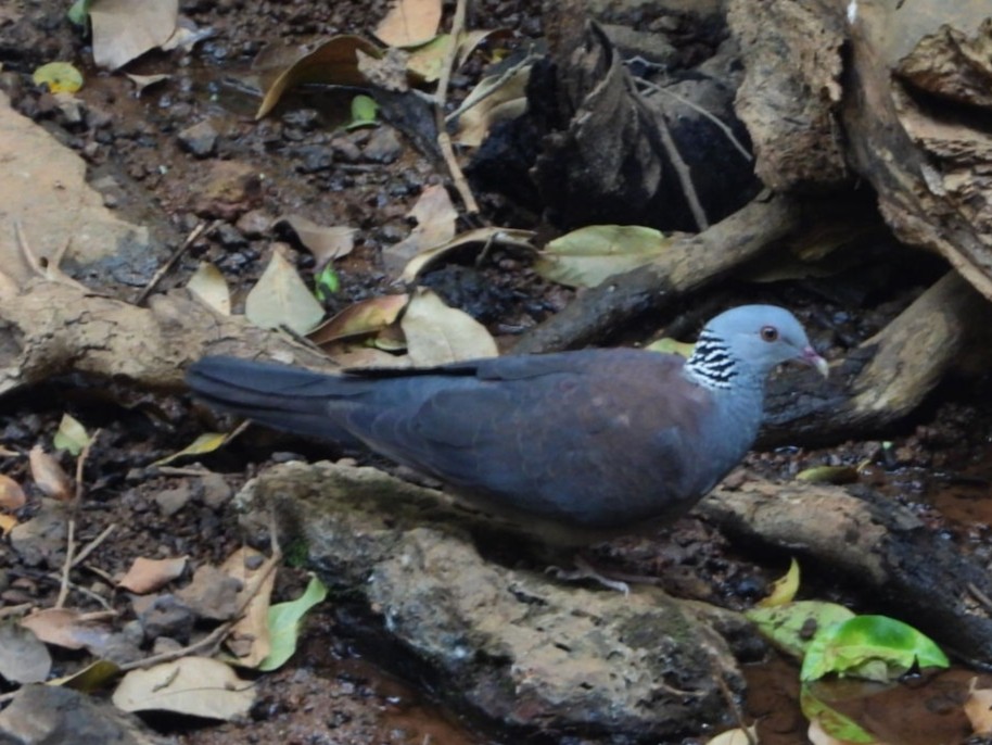 Nilgiri Wood-Pigeon - ML616134362