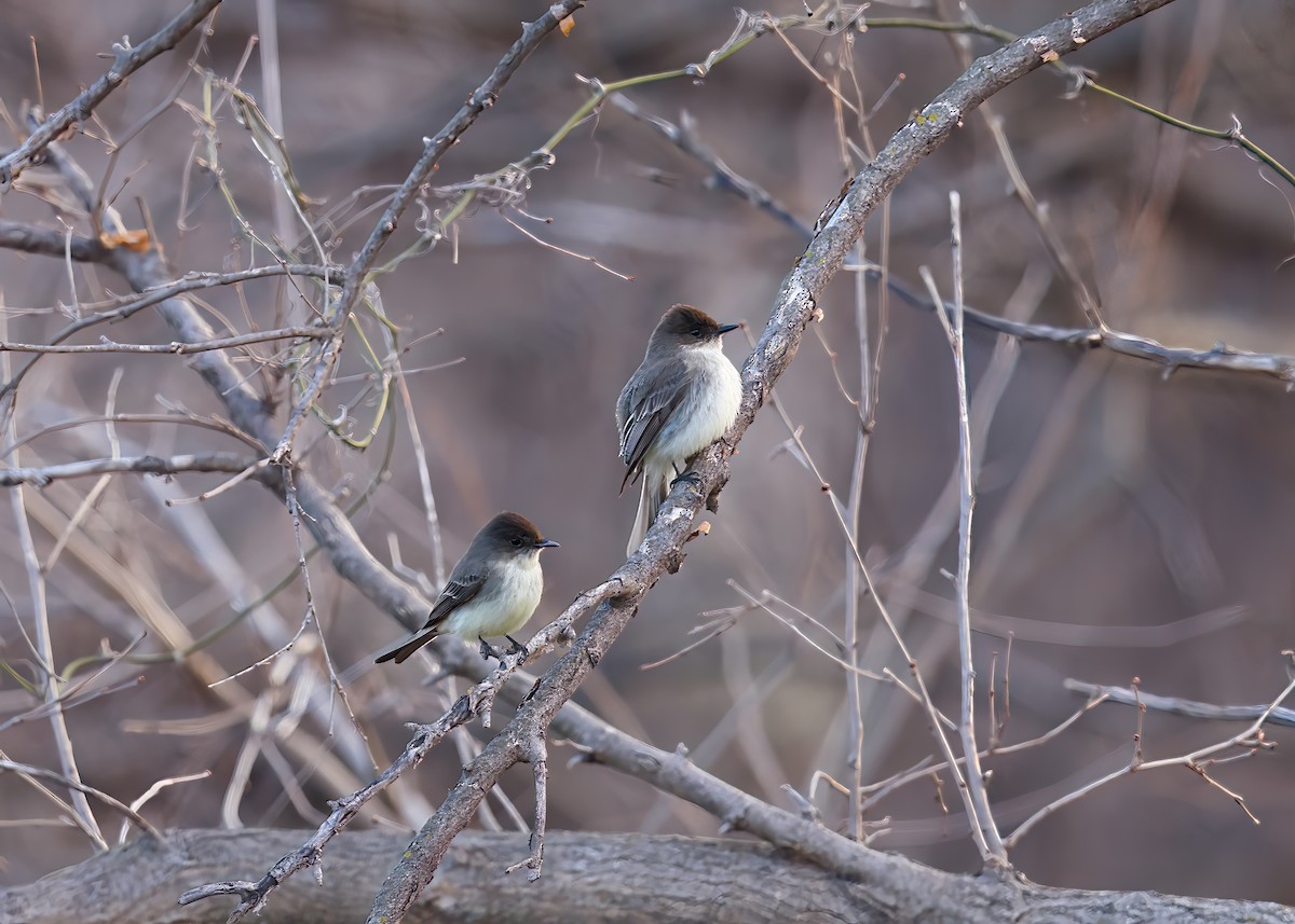 Eastern Phoebe - ML616134386