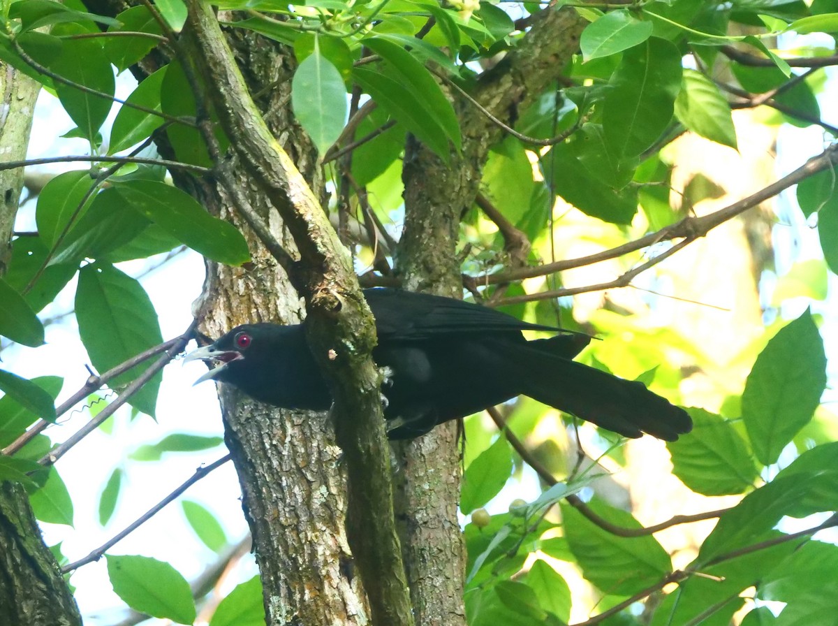 Asian Koel - ML616134433