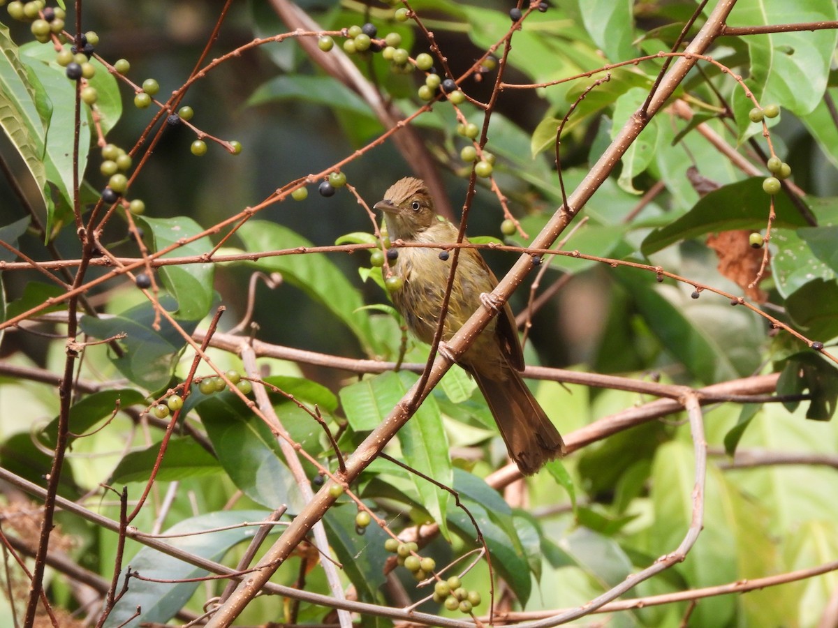 Bulbul Verdoso - ML616134438