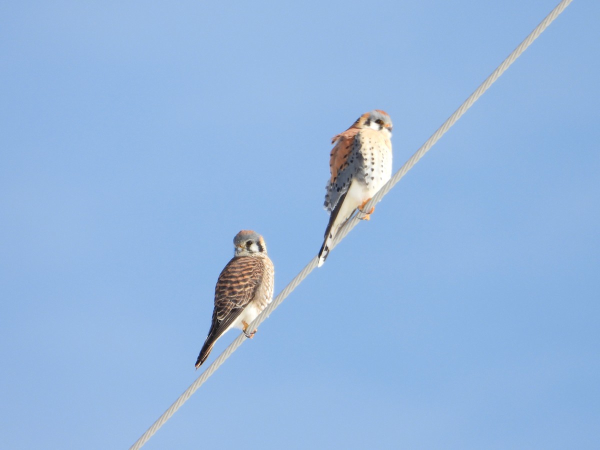 American Kestrel - ML616134461