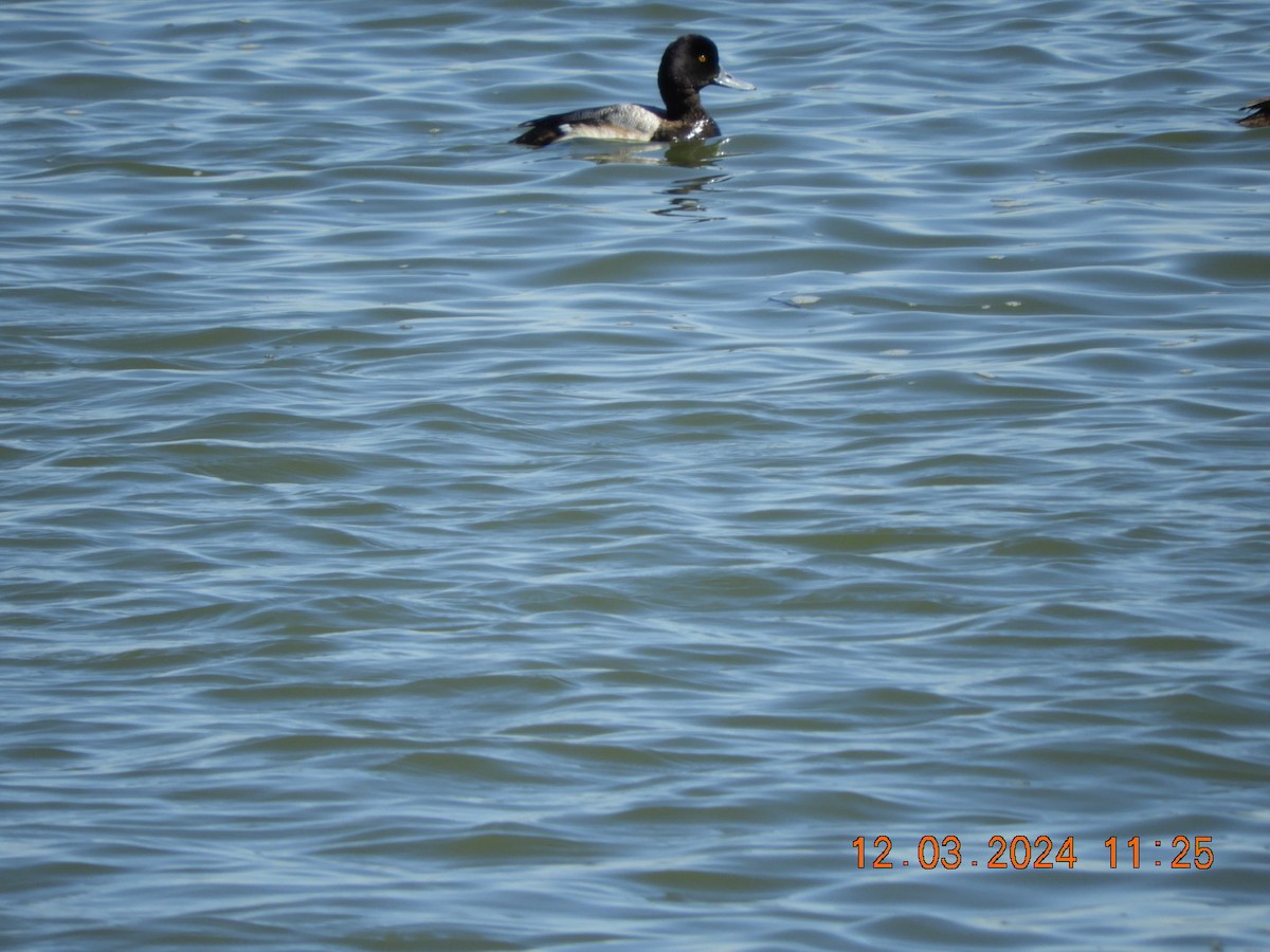 Lesser Scaup - ML616134474