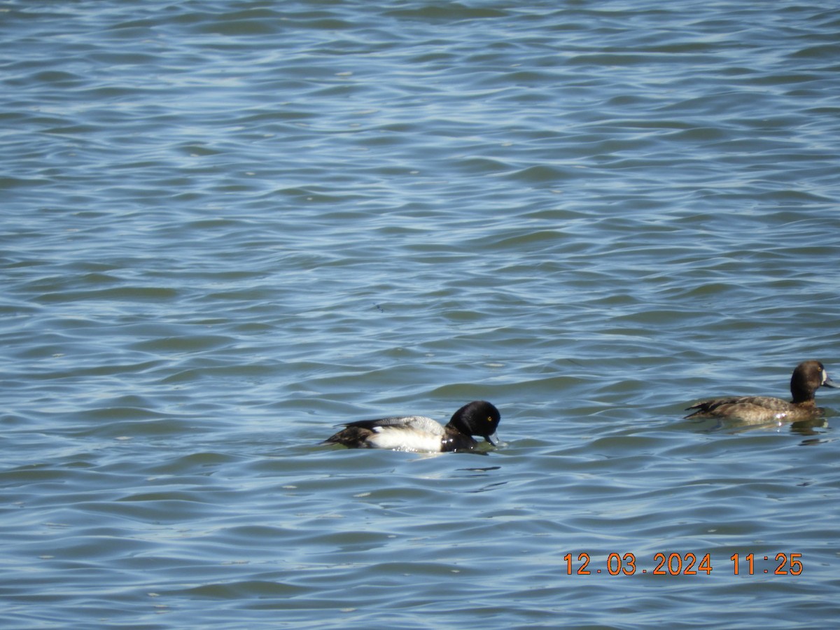 Lesser Scaup - ML616134476