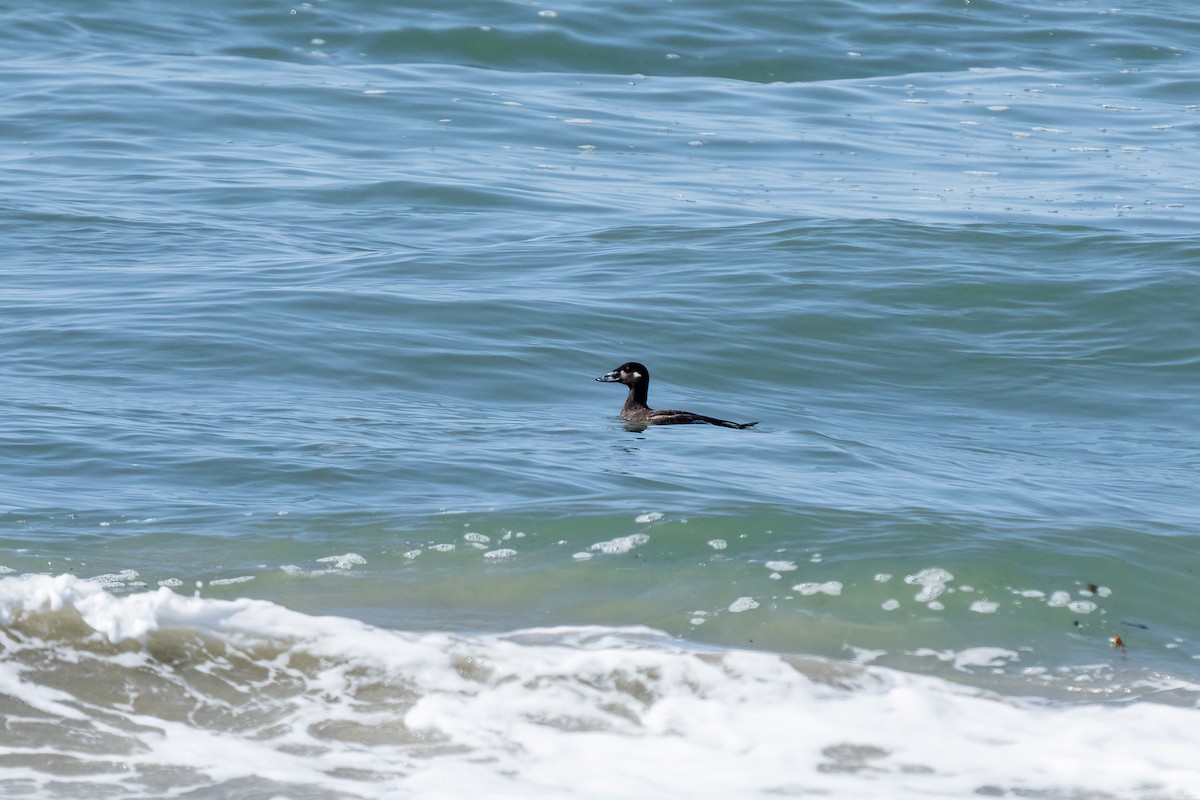 Surf Scoter - ML616134484