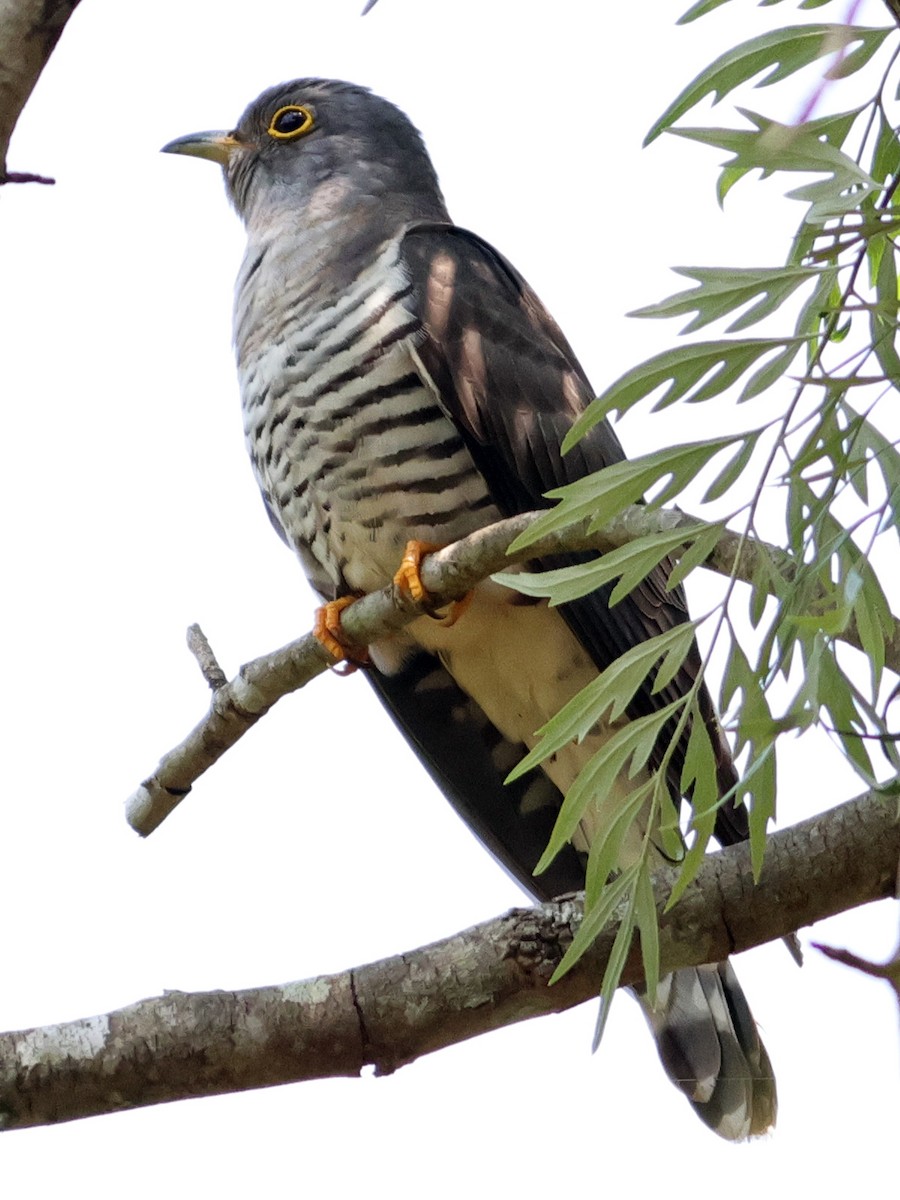 Indian Cuckoo - ML616134489
