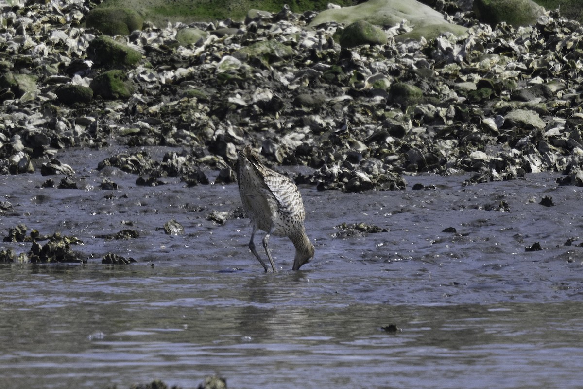 Far Eastern Curlew - Takayuki Sakuma