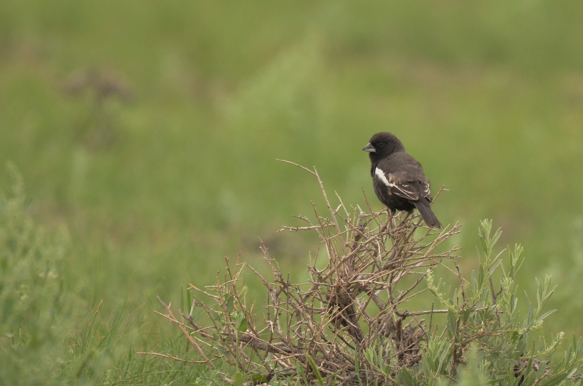 Lark Bunting - ML616134540