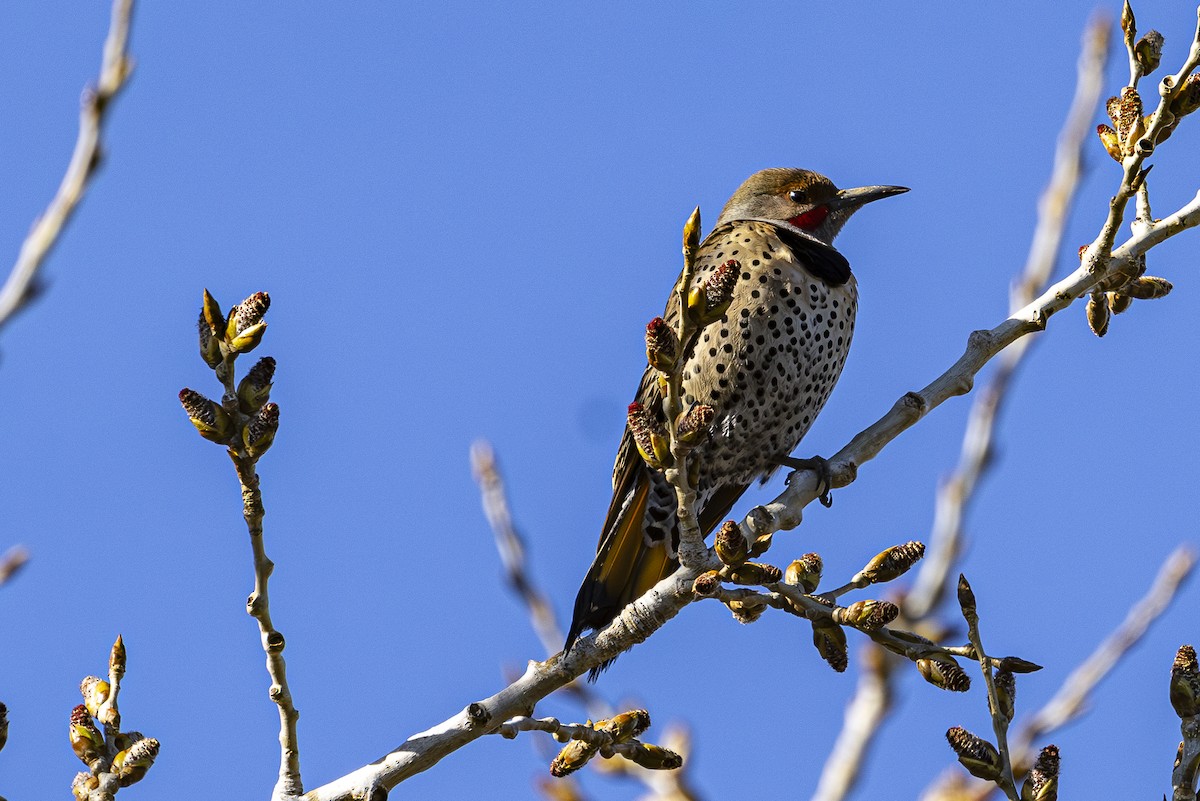 Northern Flicker - ML616134604