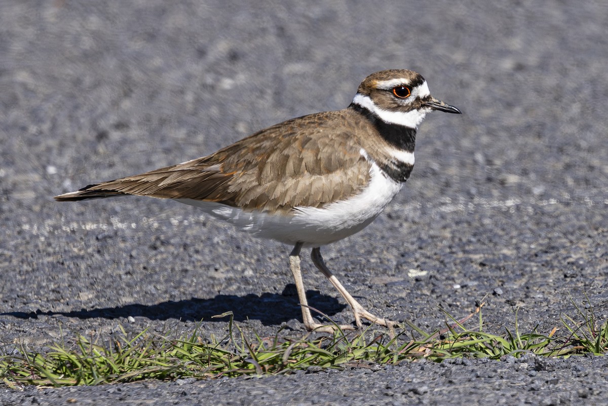 Killdeer - ML616134615