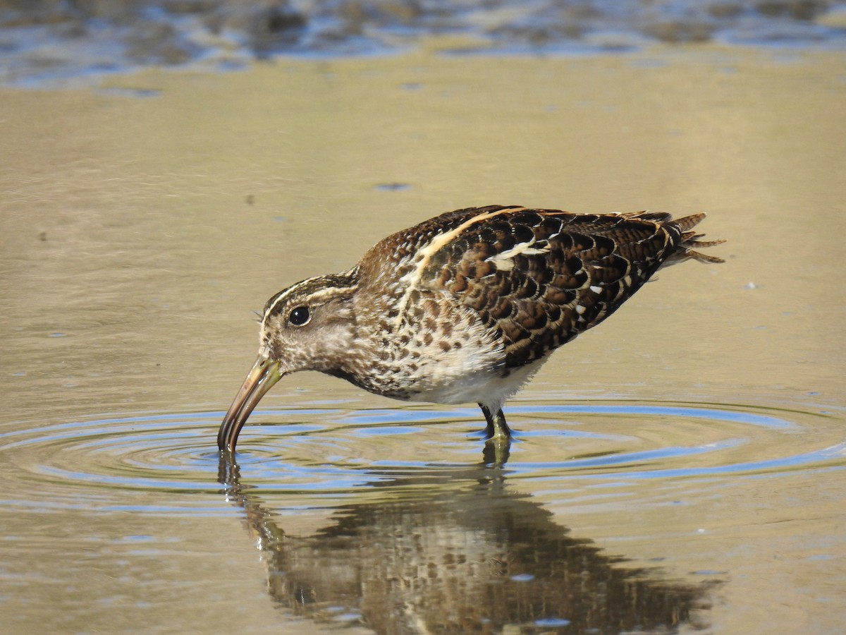 South American Painted-Snipe - ML616134621