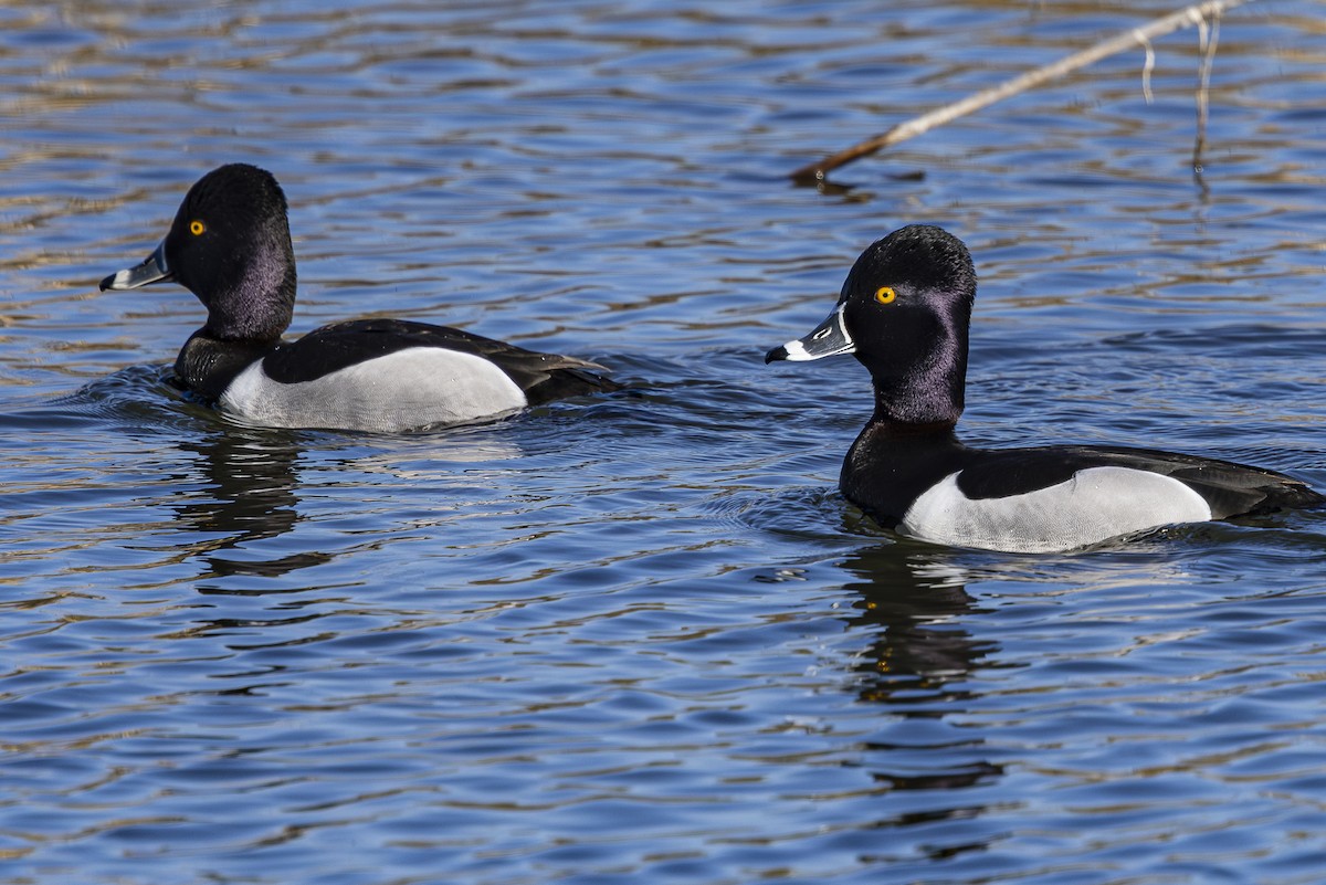 Ring-necked Duck - ML616134625