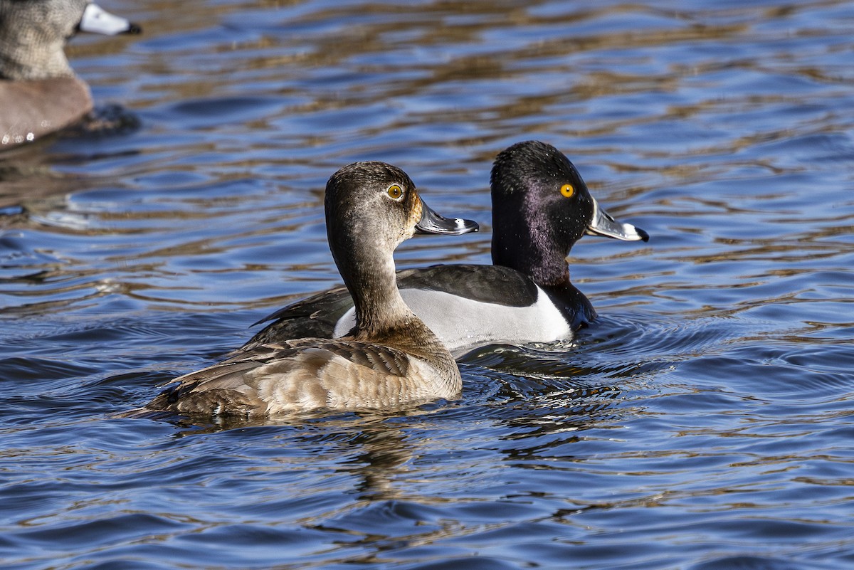 Ring-necked Duck - ML616134631