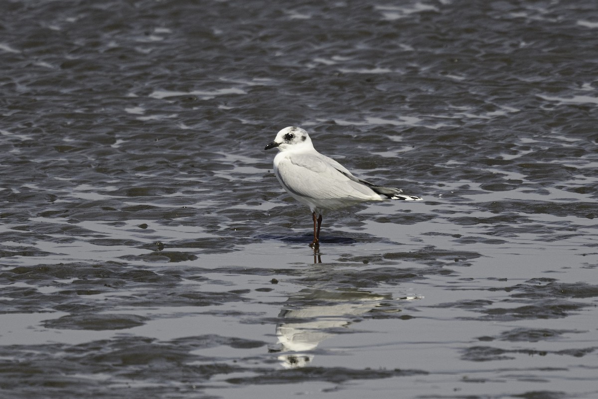 Saunders's Gull - ML616134694