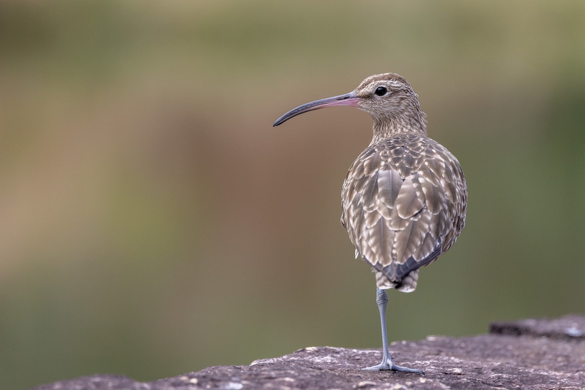 Courlis corlieu (variegatus/rogachevae) - ML616134702