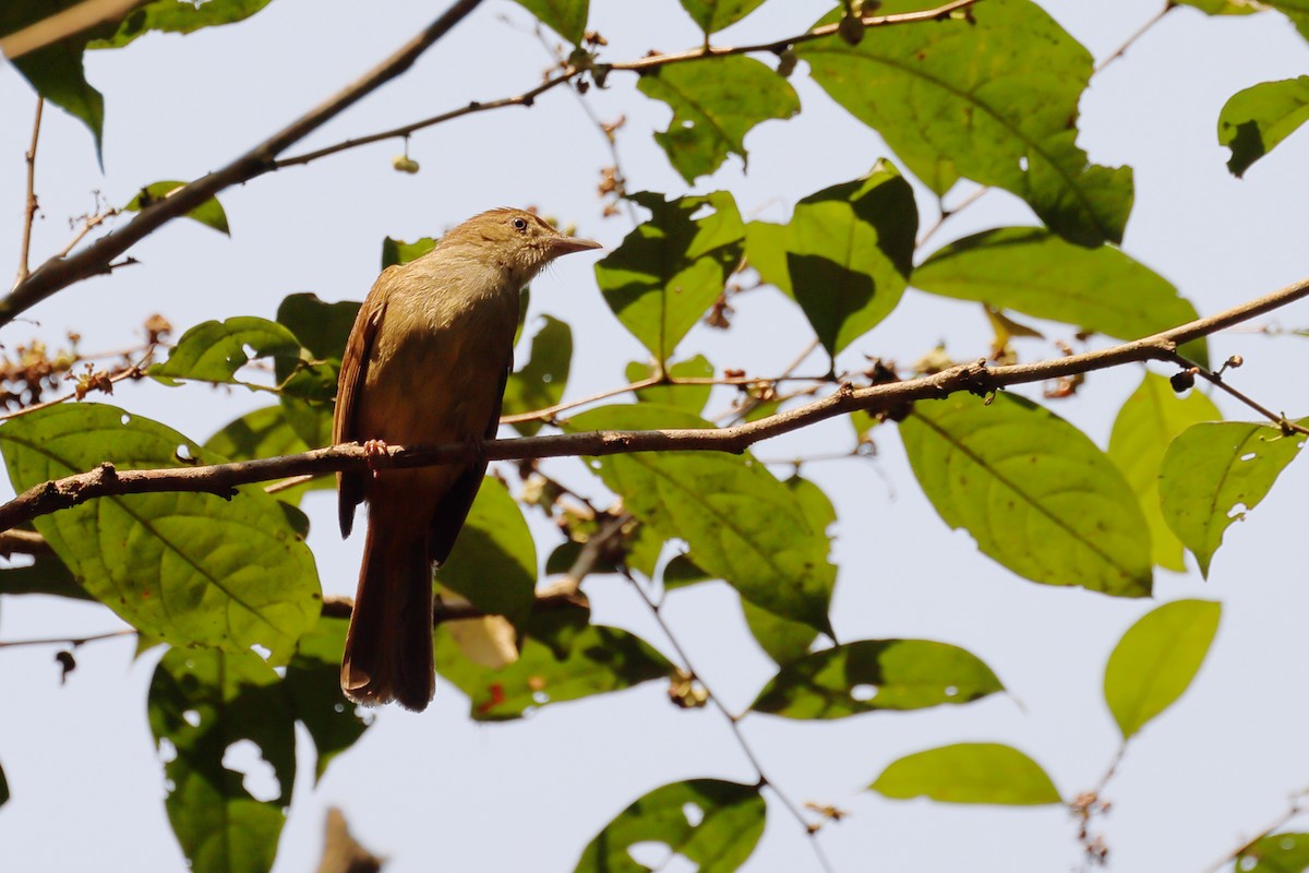 Olive Bulbul - Fernanda Araujo