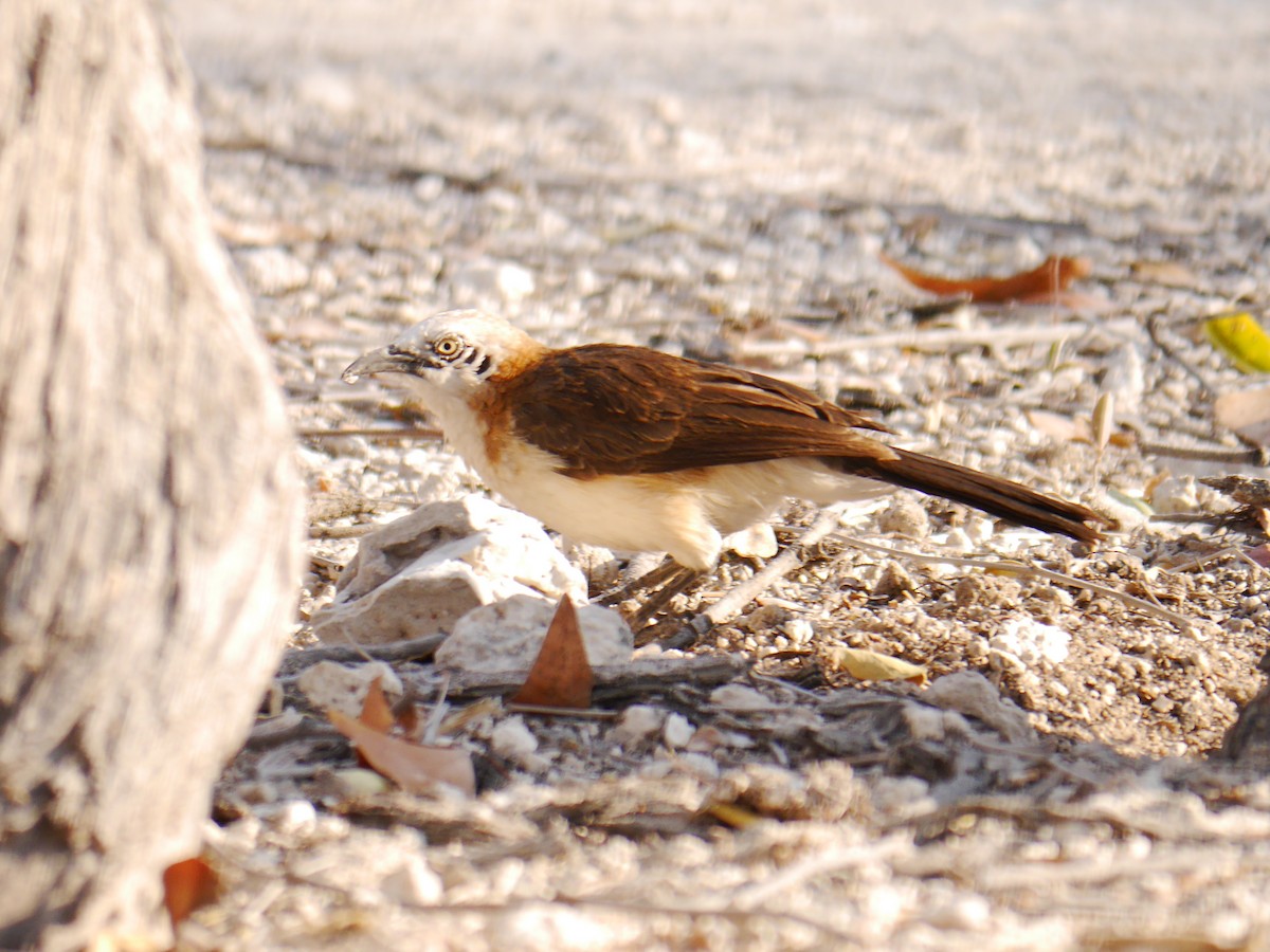 Bare-cheeked Babbler - Brett Hartl