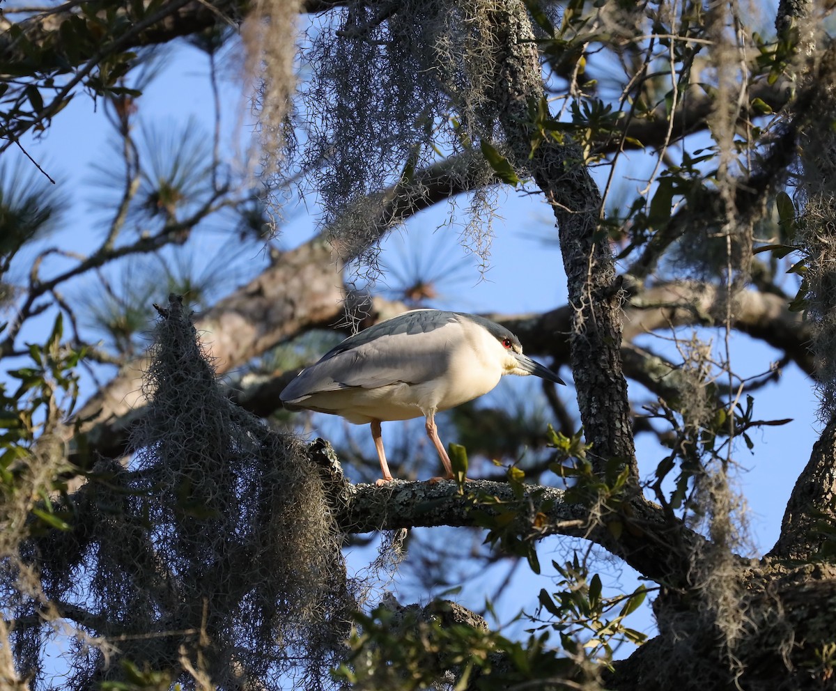 Black-crowned Night Heron - ML616134755