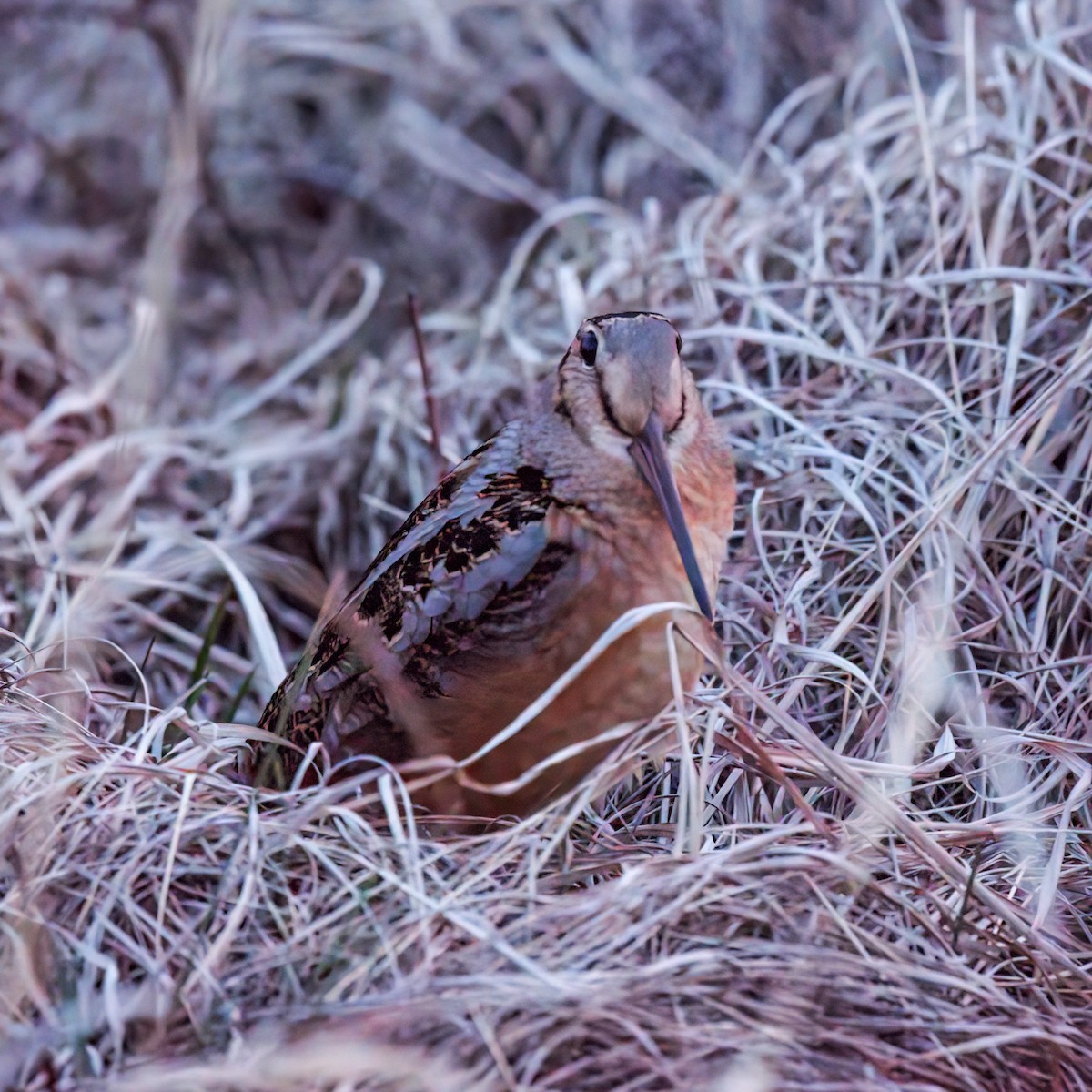 American Woodcock - ML616134774