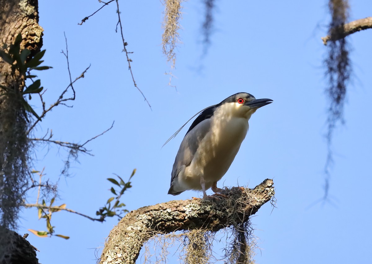 Black-crowned Night Heron - ML616134778