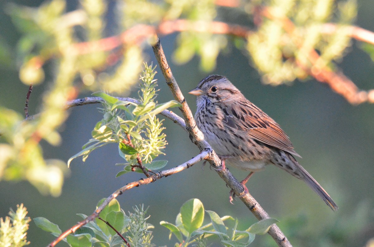 Lincoln's Sparrow - Matthew Dickerson