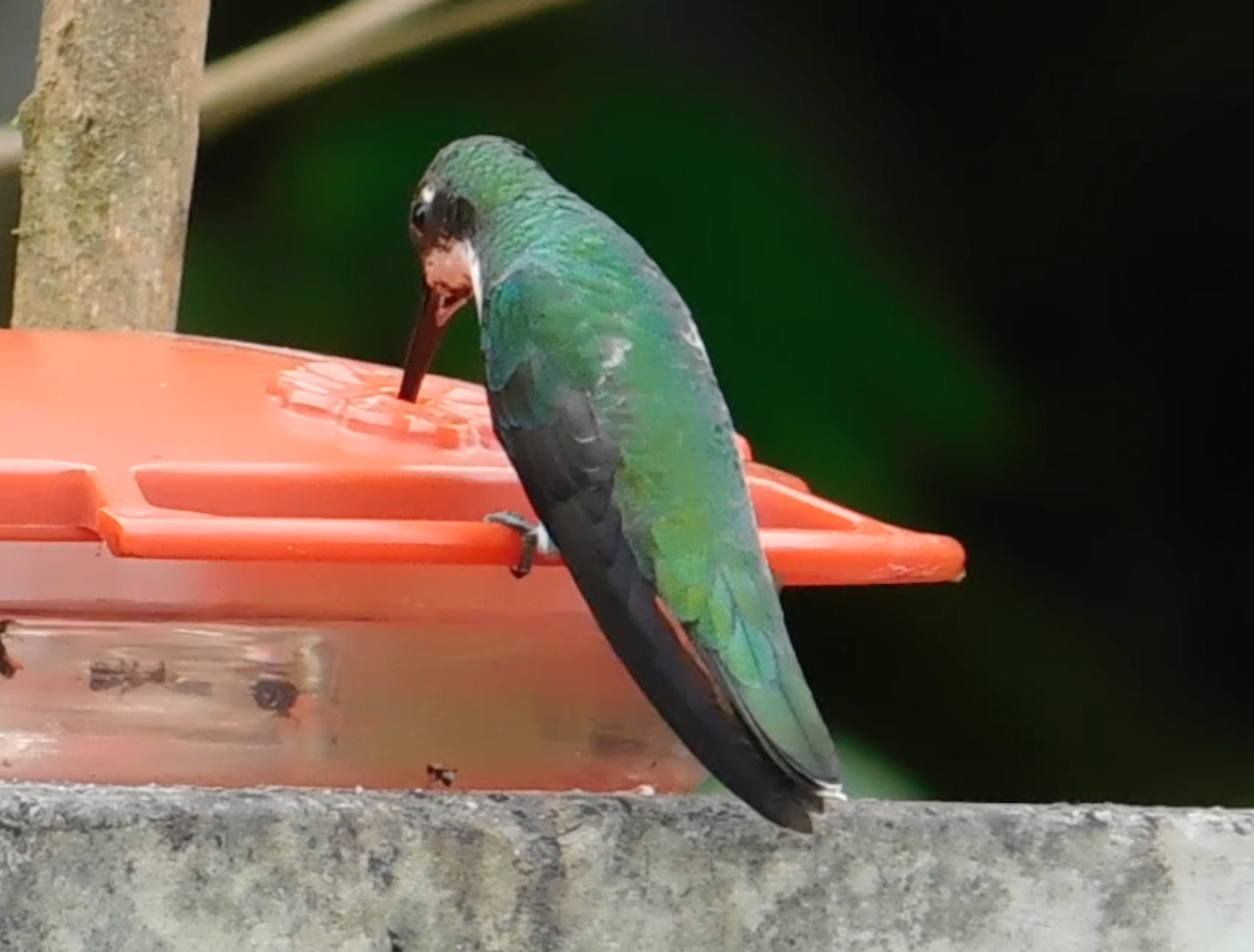 kolibřík tropický - ML616134793