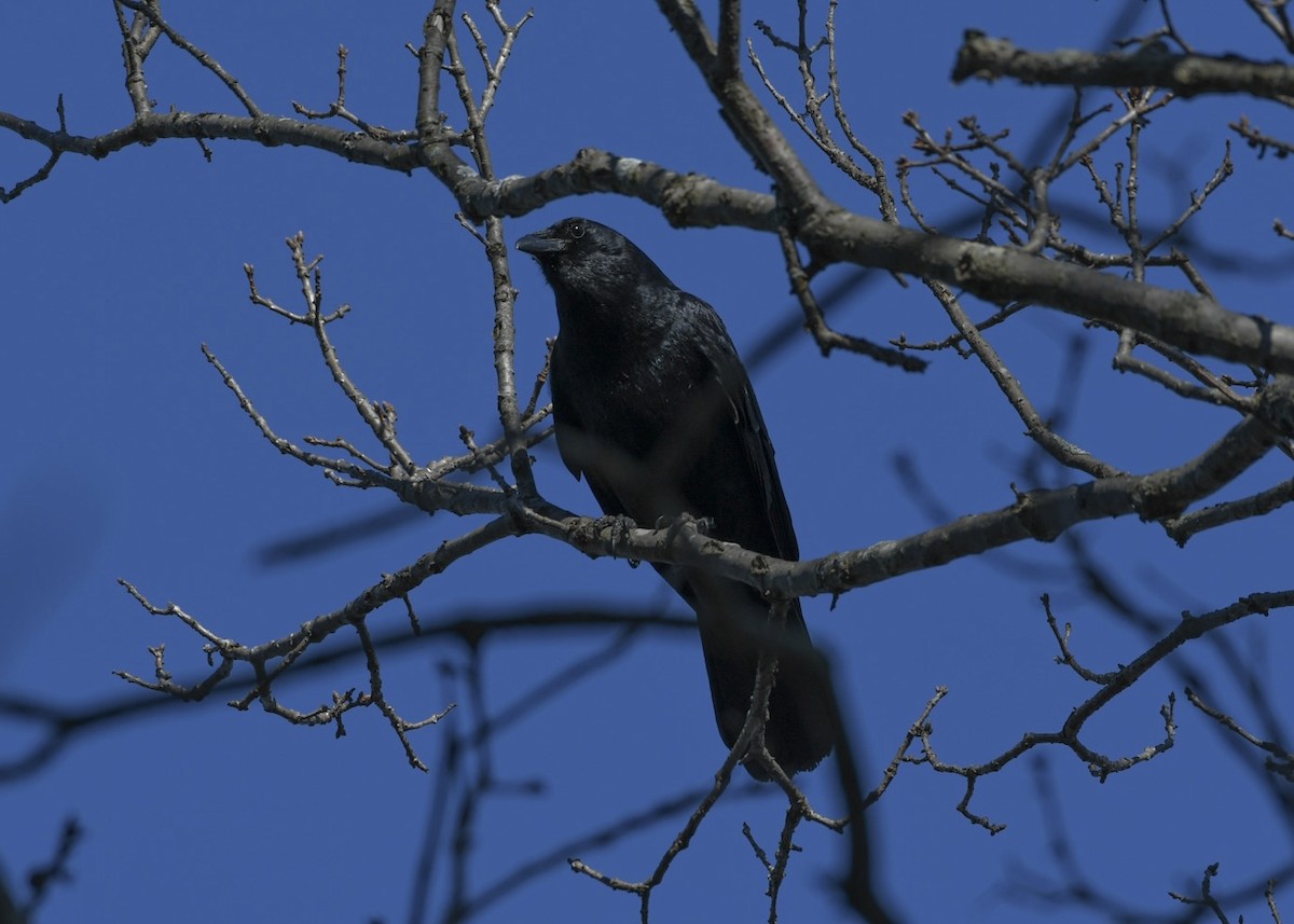 Fish Crow - ML616134818