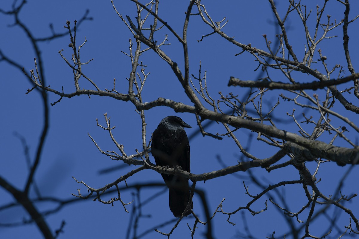 Fish Crow - ML616134819