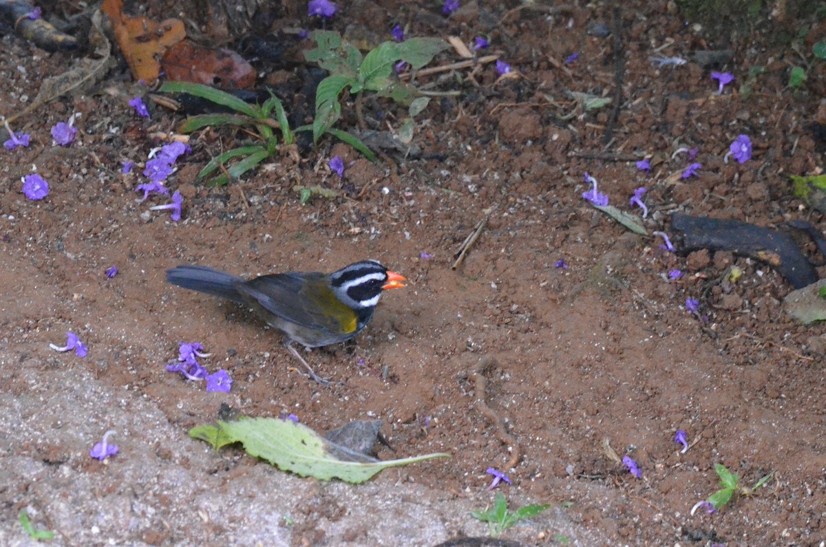 Orange-billed Sparrow - ML616134827