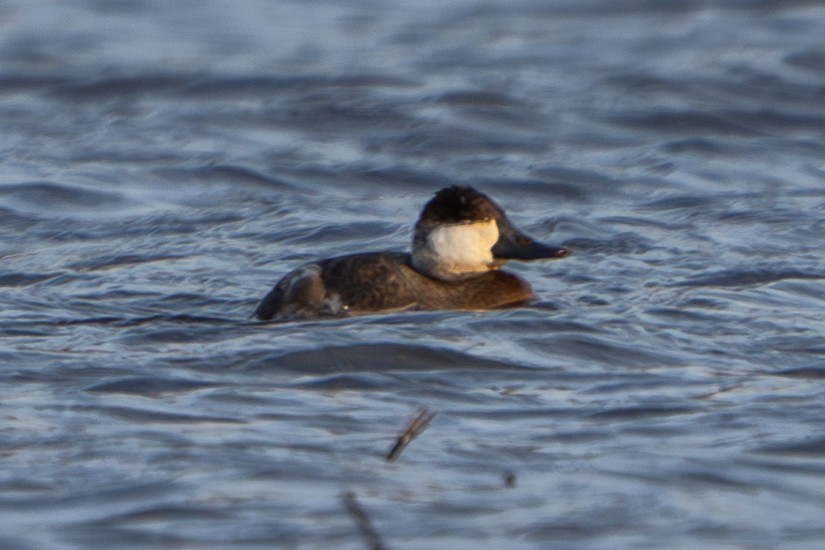 Ruddy Duck - ML616134850
