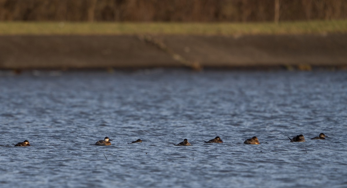 Ruddy Duck - ML616134851