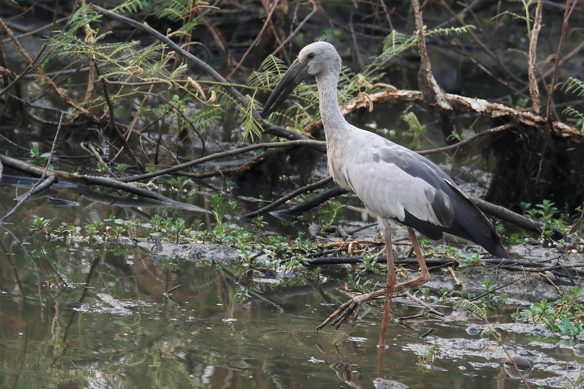 Asian Openbill - ML616135058