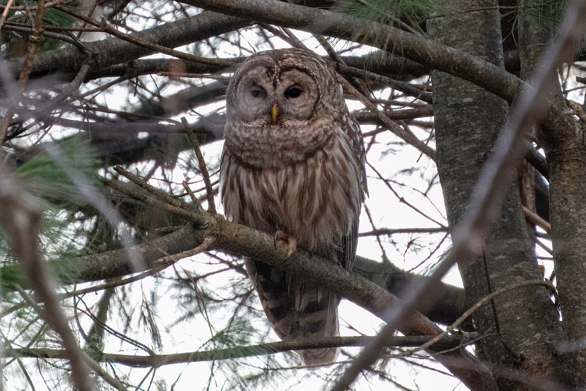 Barred Owl - ML616135059