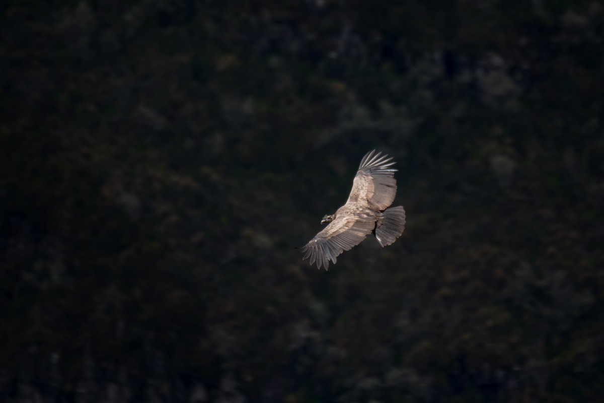 Andean Condor - ML616135105