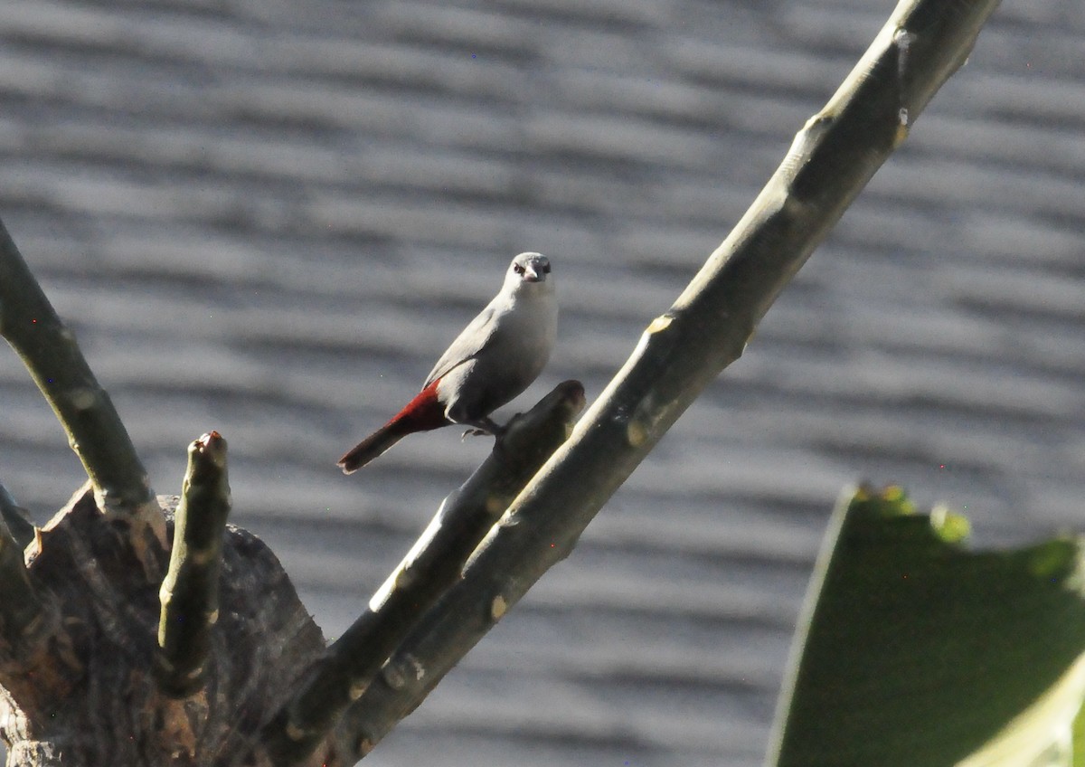 Lavender Waxbill - ML616135142