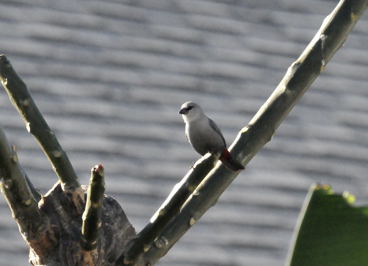 Lavender Waxbill - ML616135143