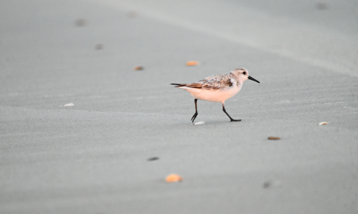 Sanderling - ML616135230