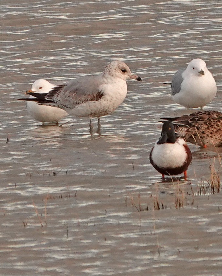 Ring-billed Gull - ML616135231