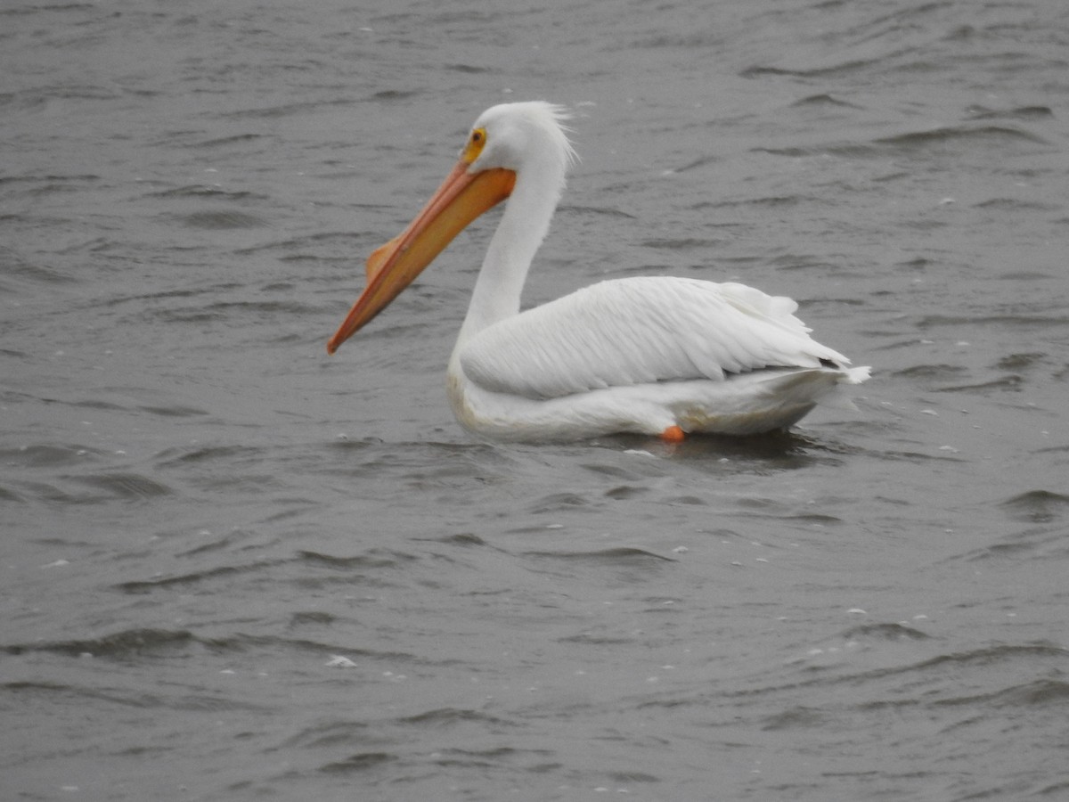 American White Pelican - ML616135232