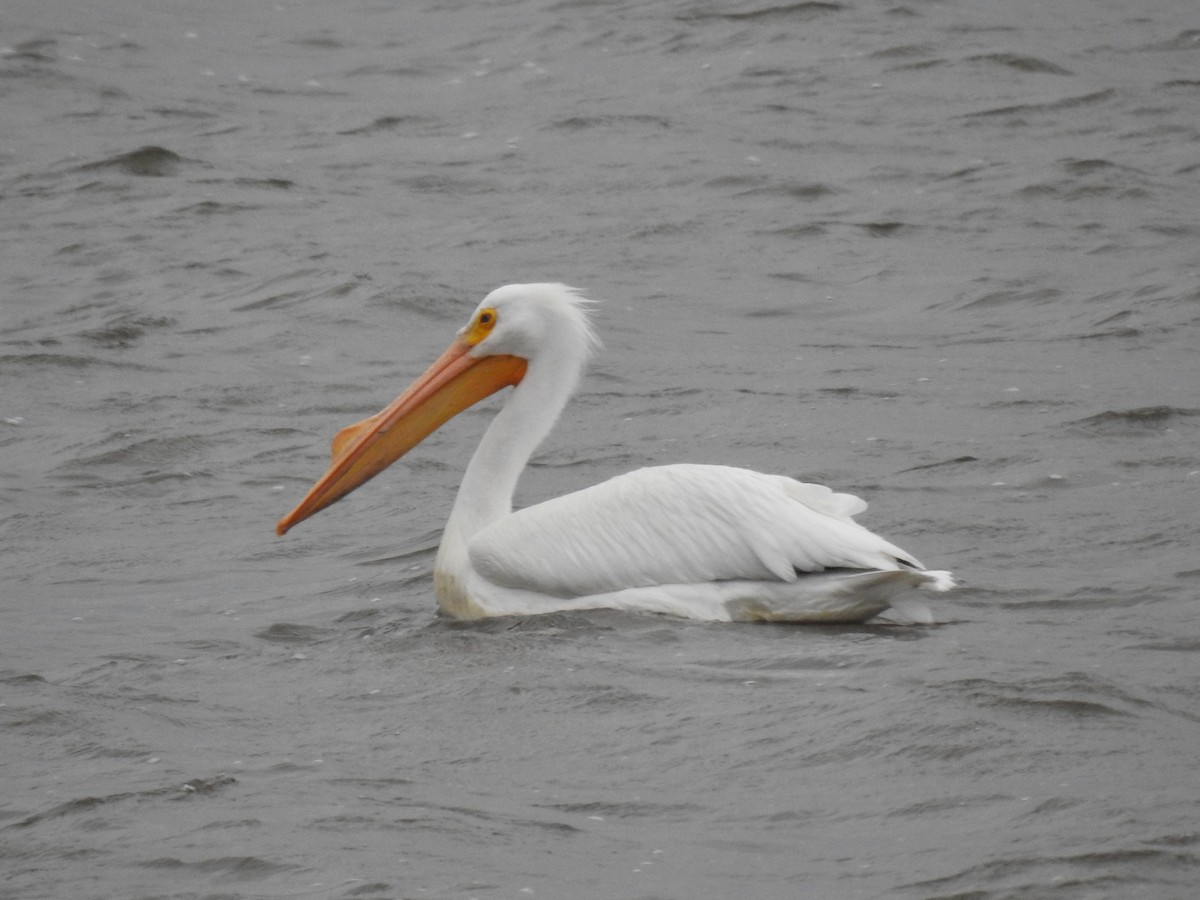 American White Pelican - ML616135233