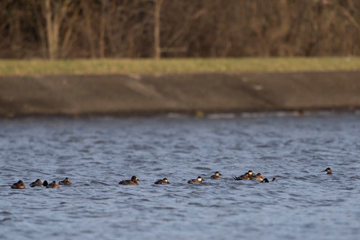 Ruddy Duck - ML616135255