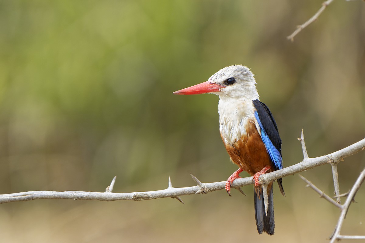 Gray-headed Kingfisher - William Hemstrom