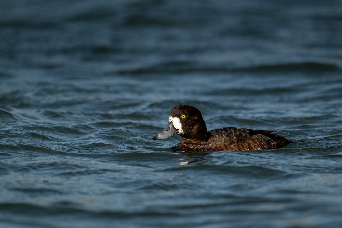 Greater Scaup - ML616135268
