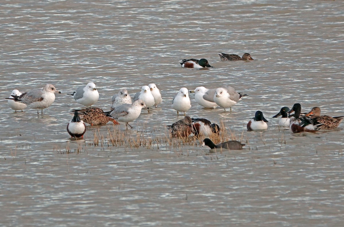 Ring-billed Gull - ML616135301