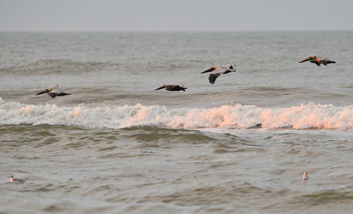 Brown Pelican - ML616135302